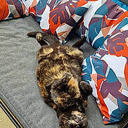 Coquillette participe au concours pour gagner de l'argent avec cette photo : cat, tortoiseshell, pet, animal, cushion, pillow, pattern, leaf, colorful, relaxed, indoor, bench, furniture, fur, whiskers, playful, resting, cozy, cute, domestic