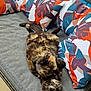 cat, tortoiseshell, pet, animal, cushion, pillow, pattern, leaf, colorful, relaxed, indoor, bench, furniture, fur, whiskers, playful, resting, cozy, cute, domestic