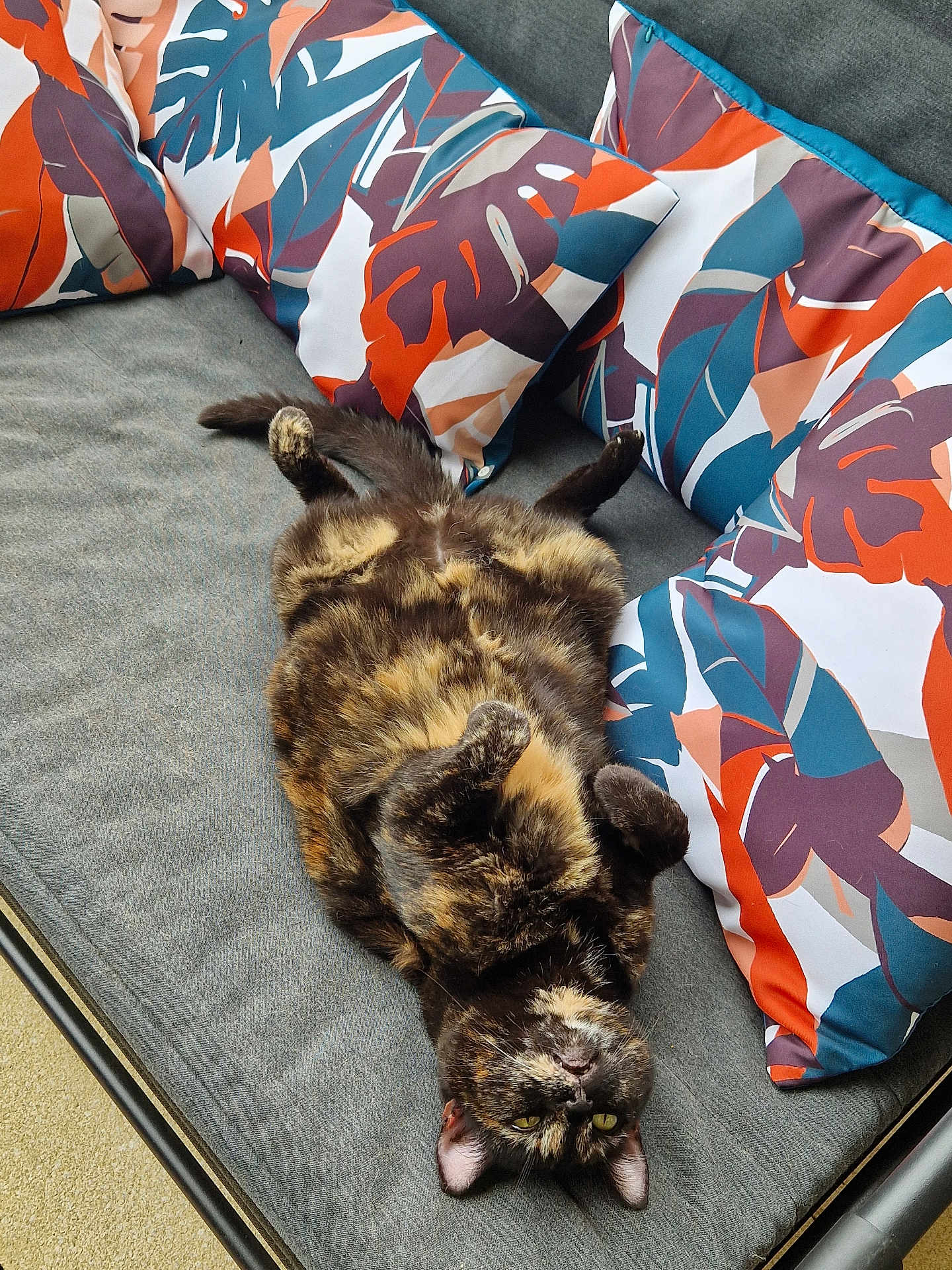 Coquillette participe au concours pour gagner de l'argent avec cette photo : cat, tortoiseshell, pet, animal, cushion, pillow, pattern, leaf, colorful, relaxed, indoor, bench, furniture, fur, whiskers, playful, resting, cozy, cute, domestic