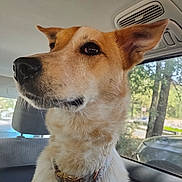 Lulu joined the competition — help win amazing prizes! alert, animal, calm, canine, car_interior, collar, cute, daylight, dog, domestic_animal, ears, fur, looking_away, mammal, pet, seat, side_profile, tag, transportation, window