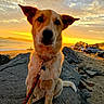Lulu joined the competition — help win amazing prizes! animal, beach, car, clouds, collar, dog, landscape, leash, mammal, nature, ocean, outdoor, pet, portrait, rock, sand, sky, sunlight, sunset, water