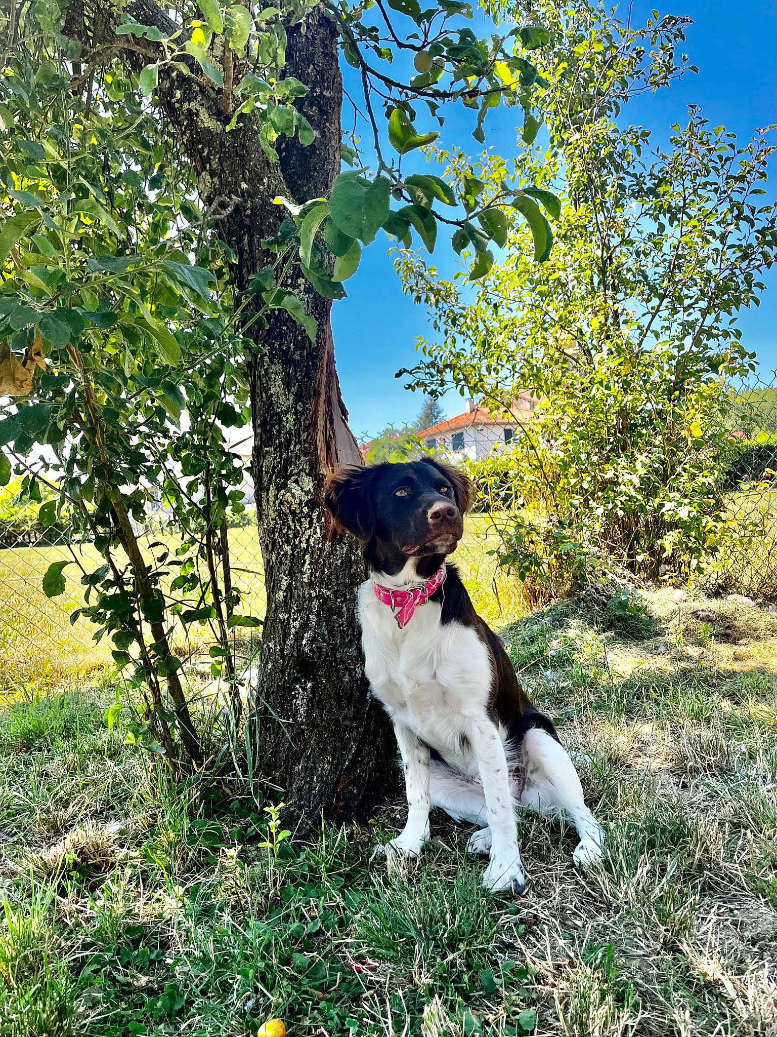Talya participe au concours pour gagner de l'argent avec cette photo : canidae, carnivore, collar, companion_dog, dog, dog_breed, dog_collar, grass, groundcover, gun_dog, hunting_dog, plant, pointing_breed, shrub, sky, sporting_group, tail, tree, working_animal, working_dog