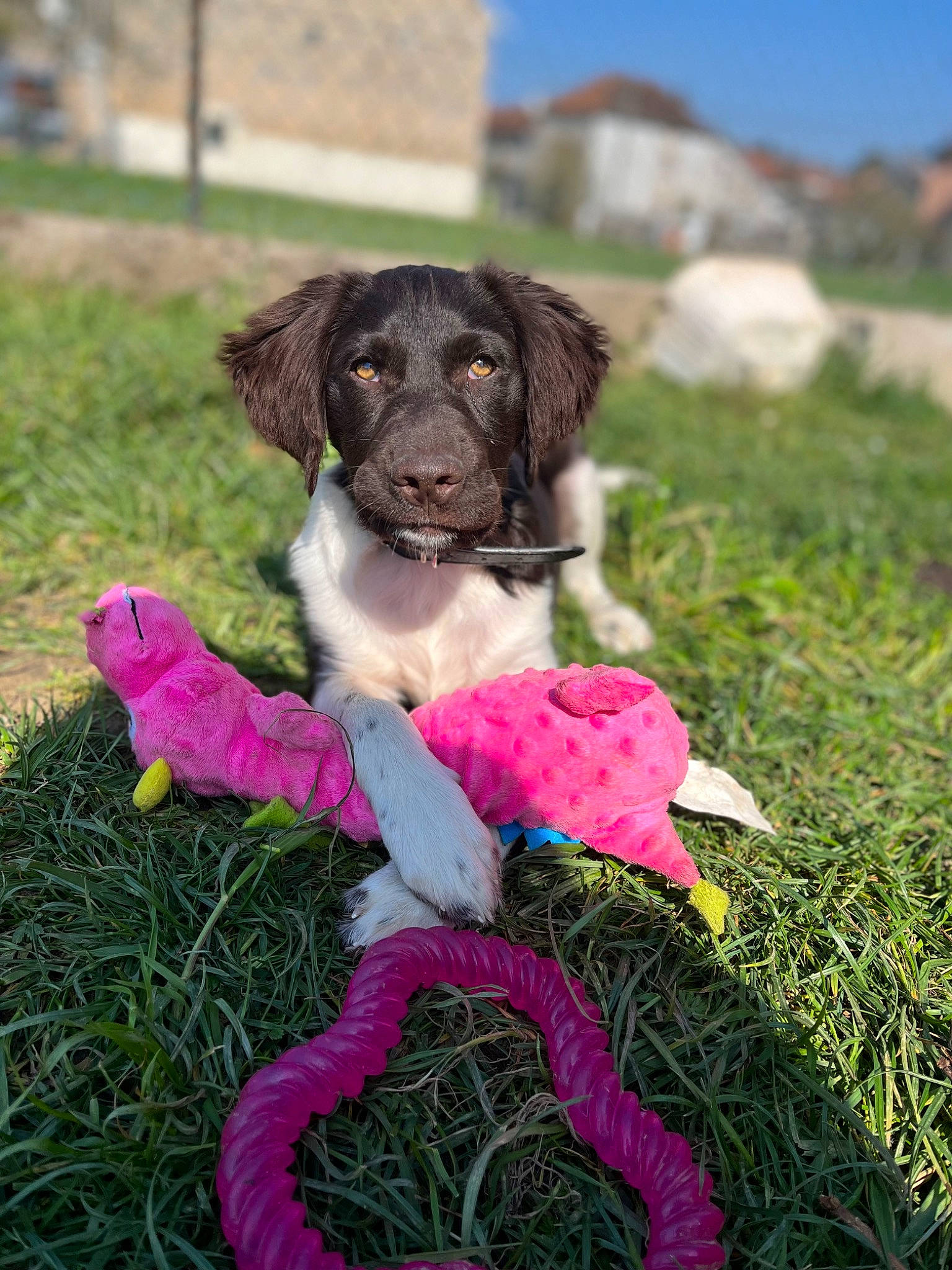 Talya participe au concours pour gagner de l'argent avec cette photo : canidae, carnivore, companion_dog, dog, dog_breed, dog_collar, fur, grass, hunting_dog, liver, magenta, plant, puppy, sky, snout, soil, spaniel, sporting_group, working_dog