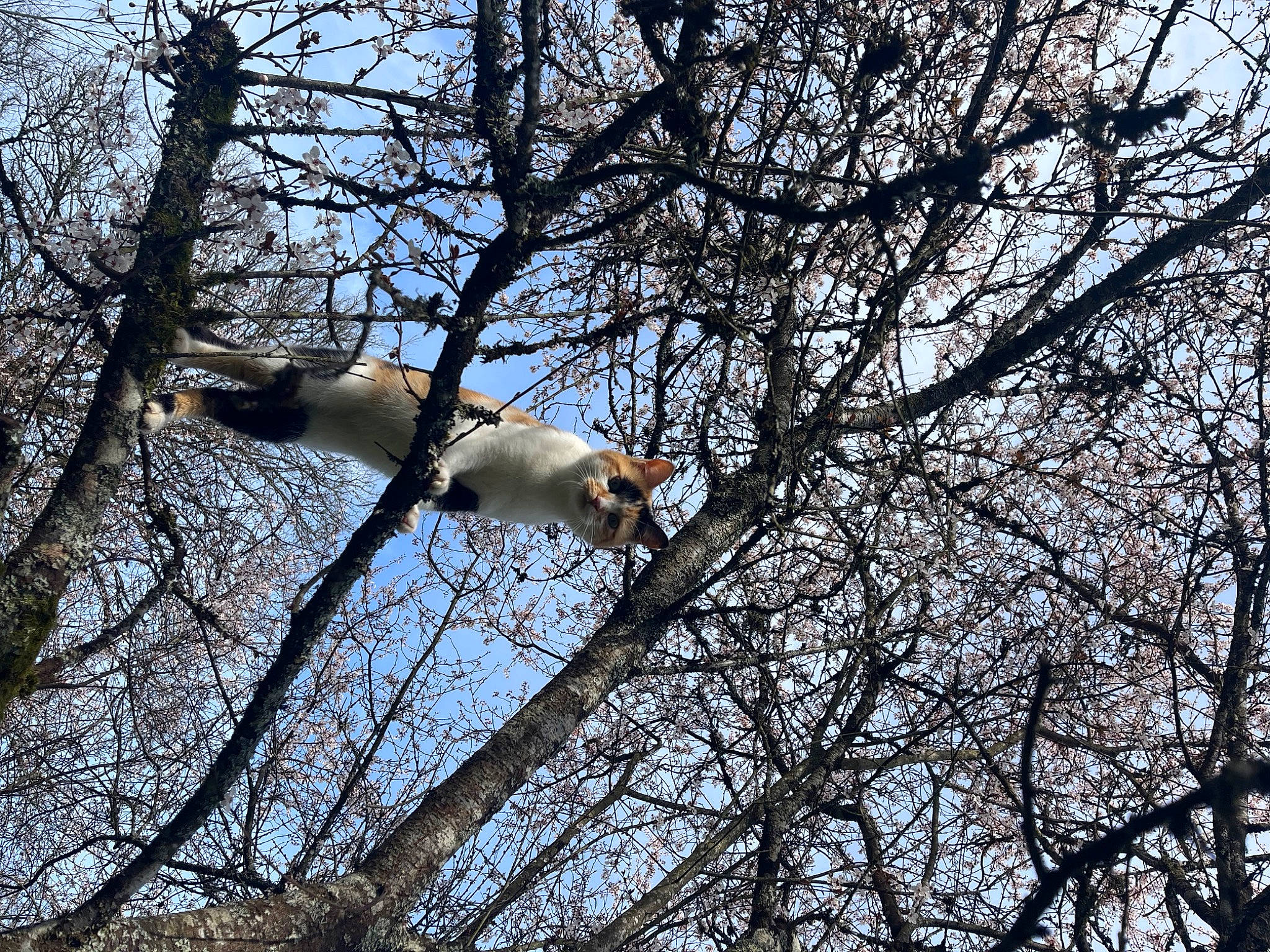 Siana a rejoint le concours — aidez-le/la à gagner de superbes lots ! beak, deciduous, fawn, forest, natural_landscape, northern_hardwood_forest, plant, plant_stem, sky, tail, temperate_broadleaf_and_mixed_forest, terrestrial_animal, tree, trunk, twig, wildlife, winter, wood, woodland