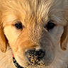dog, puppy, golden_retriever, close_up, face, nose, sand, collar, fur, animal, pet, cute, outdoor, young, muzzle, whiskers, ears, eyes, adorable, portrait