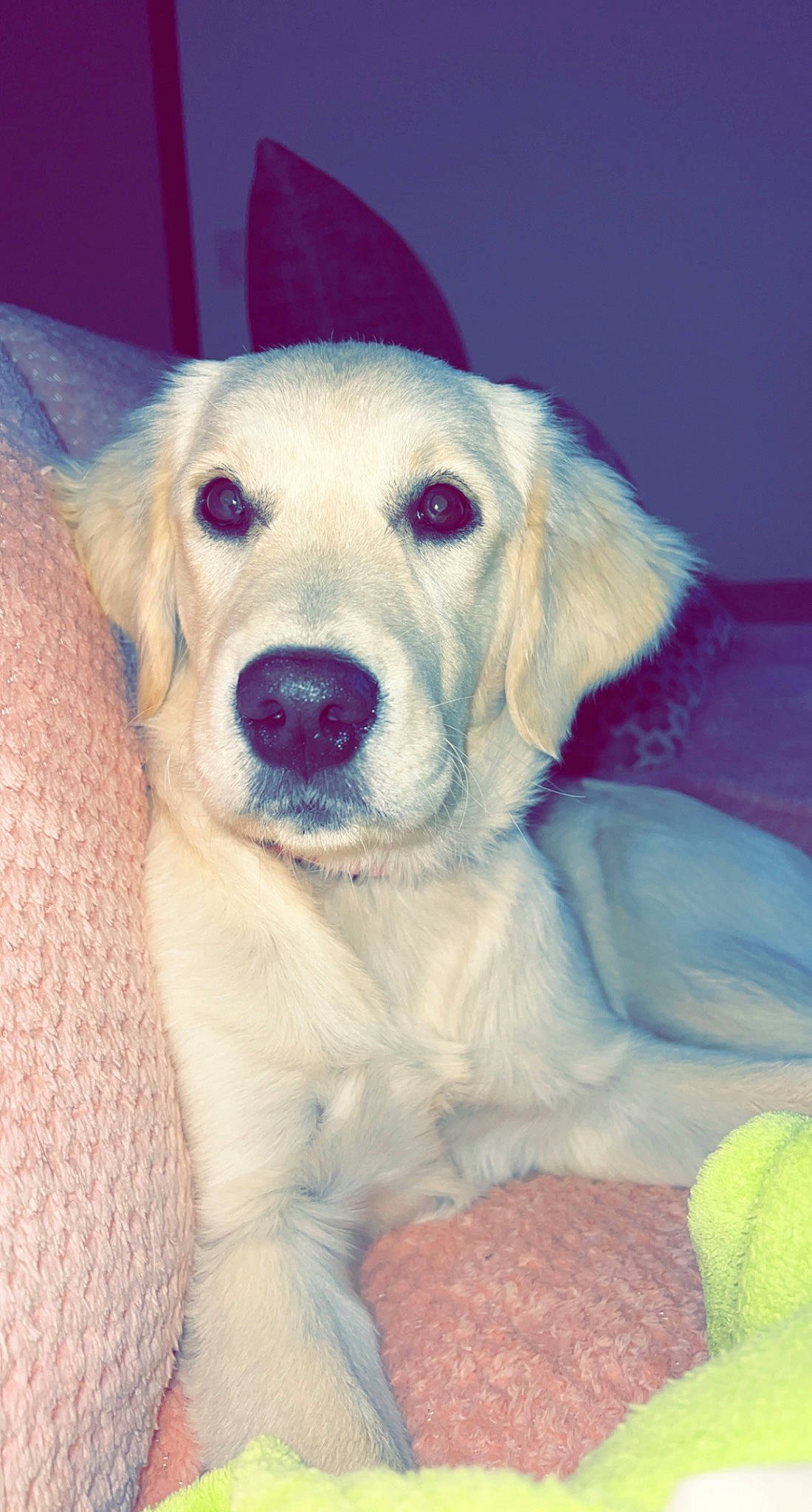 Nala participe au concours pour gagner de l'argent avec cette photo : canidae, carnivore, companion_dog, dog, dog_breed, eye, fawn, fur, head, livestock_guardian_dog, polish_tatra_sheepdog, snout, sporting_group, whiskers, working_animal