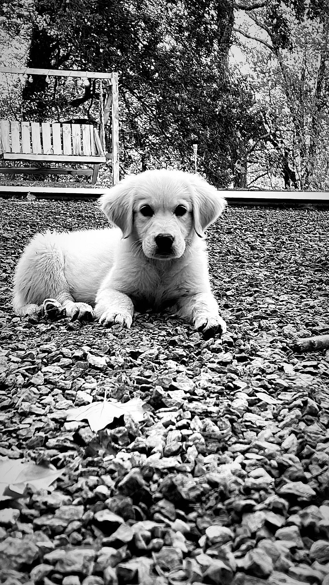 Nala a rejoint le concours — aidez-le/la à gagner de superbes lots ! asphalt, black_and_white, carnivore, companion_dog, dog, dog_breed, fawn, grass, monochrome, monochrome_photography, road, road_surface, soil, sporting_group, stock_photography, style, tree, vertebrate, white, working_animal