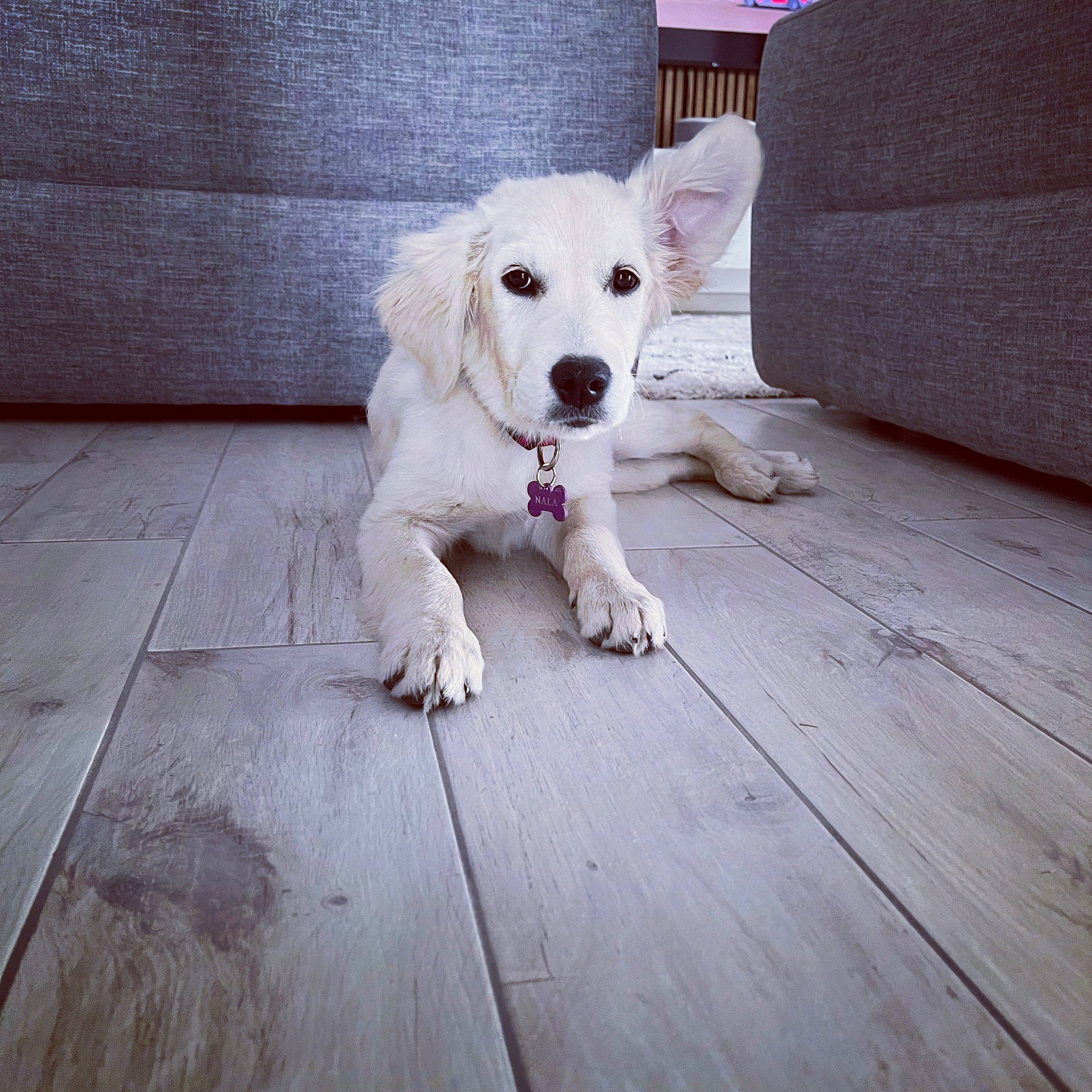 Nala participe au concours pour gagner de l'argent avec cette photo : carnivore, cloud, companion_dog, deck, dog, dog_breed, flooring, fur, hardwood, paw, plank, puppy_love, sidewalk, sky, sporting_group, tail, toy_dog, wood, wood_flooring, working_animal