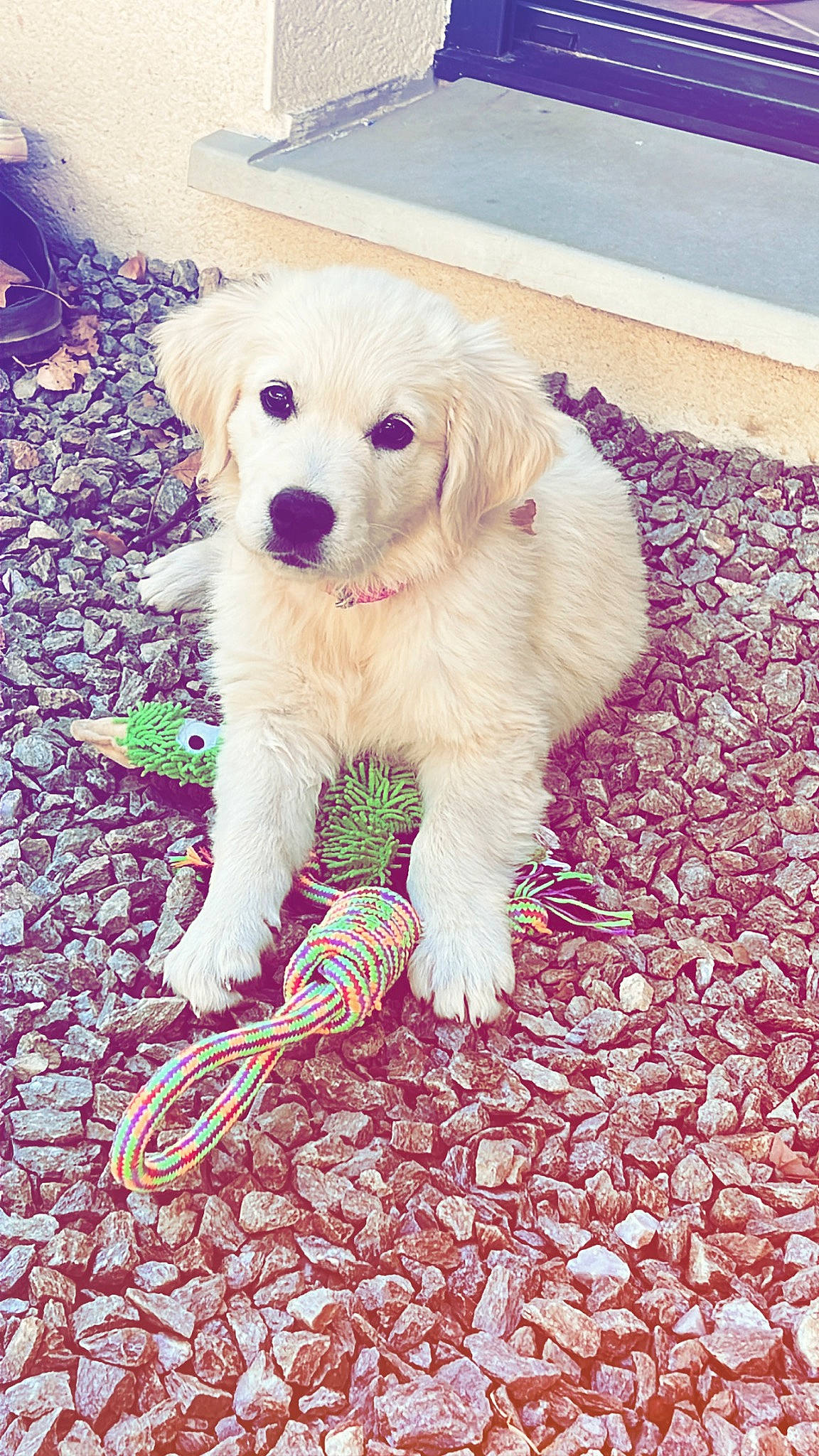 Nala participe au concours pour gagner de l'argent avec cette photo : canidae, carnivore, companion_dog, dog, dog_breed, dog_collar, dog_supply, fawn, flooring, fur, happy, magenta, paw, pink, puppy_love, purple, snout, tail, toy_dog, working_animal