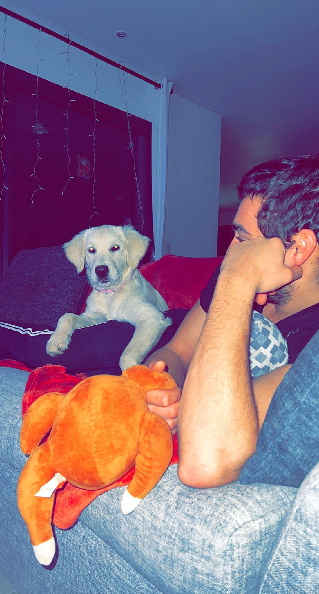 Nala a rejoint le concours — aidez-le/la à gagner de superbes lots ! canidae, carnivore, comfort, companion_dog, couch, dog, dog_breed, dog_supply, fawn, flooring, fun, fur, lap, room, sitting, sporting_group, stuffed_toy, toy, vertebrate, working_animal