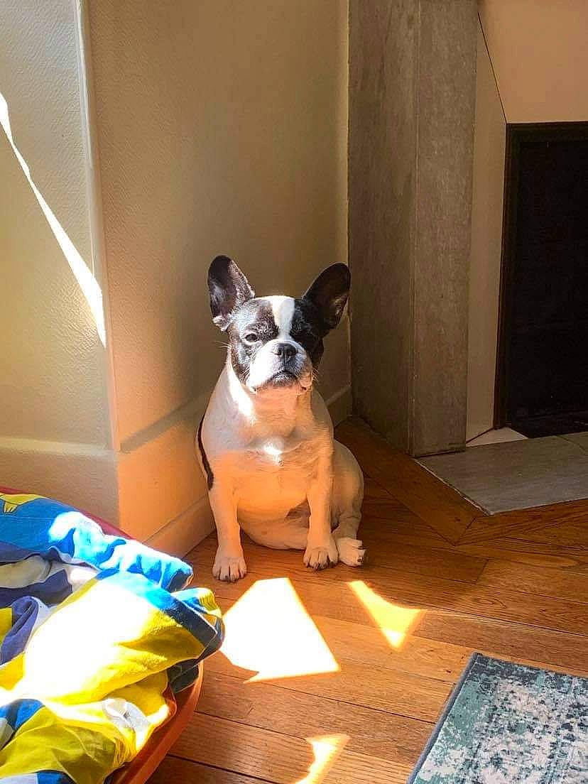 Fifa participe au concours pour gagner de l'argent avec cette photo : boston_terrier, canidae, carnivore, companion_dog, dog, dog_breed, fawn, french_bulldog, mammal, molosser, non_sporting_group, snout, vertebrate