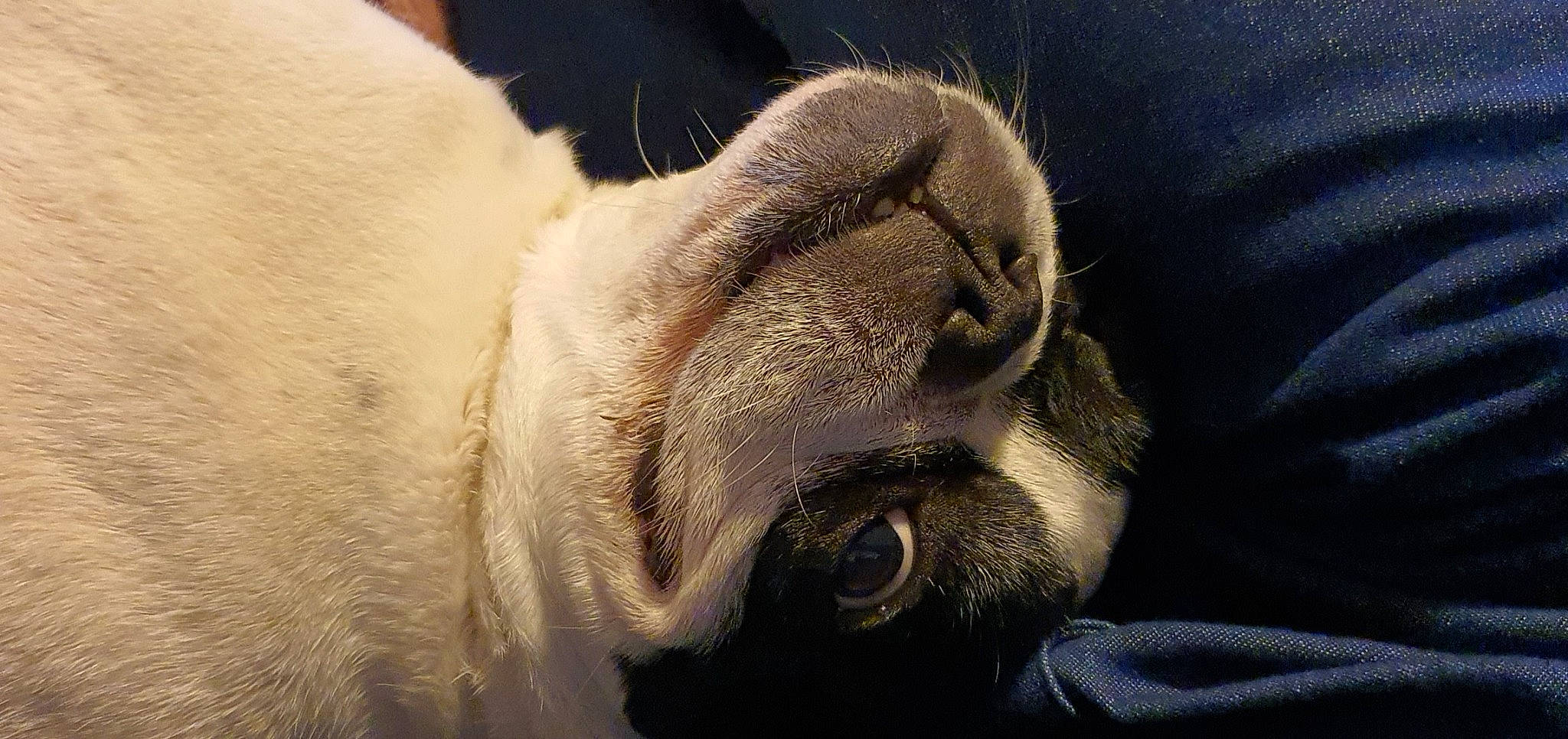 Fifa a rejoint le concours — aidez-le/la à gagner de superbes lots ! canidae, carnivore, dog_breed, fawn, felidae, fur, nap, nose, paw, pug, puppy_love, snout, sporting_group, whiskers