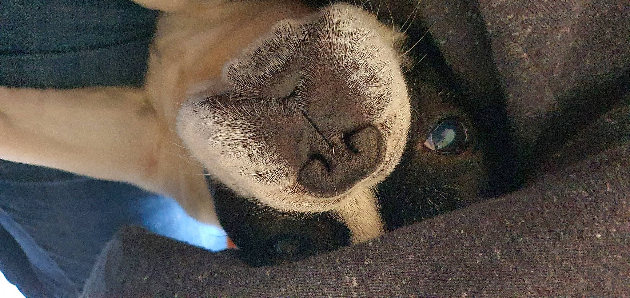 Fifa a rejoint le concours — aidez-le/la à gagner de superbes lots ! canidae, carnivore, close_up, dog_breed, eye, fawn, nose, pug, snout, sporting_group