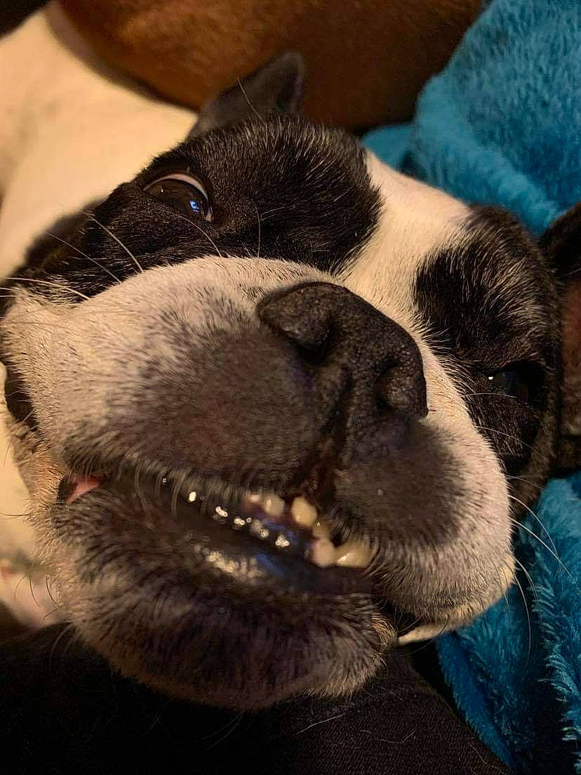Fifa participe au concours pour gagner de l'argent avec cette photo : boston_terrier, canidae, carnivore, close_up, companion_dog, dog, dog_breed, ear, french_bulldog, mammal, nap, non_sporting_group, nose, puppy, puppy_love, sky, sleep, snout, vertebrate, whiskers
