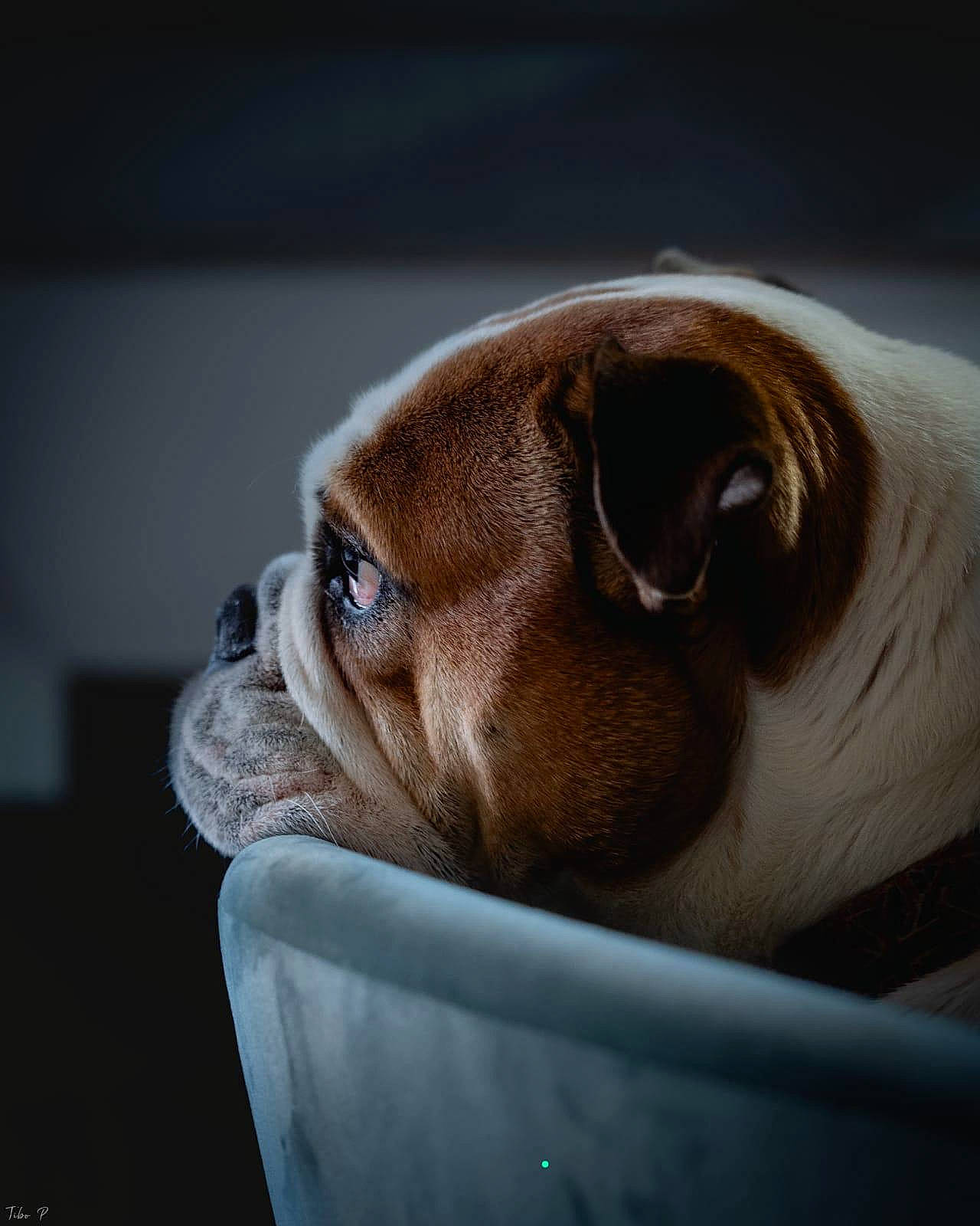 Hawaii participe au concours pour gagner de l'argent avec cette photo : australian_bulldog, british_bulldogs, bulldog, canidae, carnivore, companion_dog, dog, dog_breed, fawn, mammal, non_sporting_group, nose, old_english_bulldog, olde_english_bulldogge, puppy, snout, toy_bulldog, valley_bulldog, white_english_bulldog, wrinkle