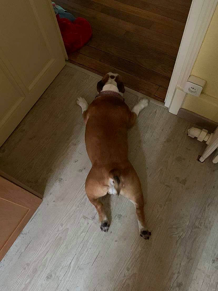 Hawaii a rejoint le concours — aidez-le/la à gagner de superbes lots ! american_pit_bull_terrier, canidae, carnivore, dog, dog_breed, fawn, floor, flooring, non_sporting_group