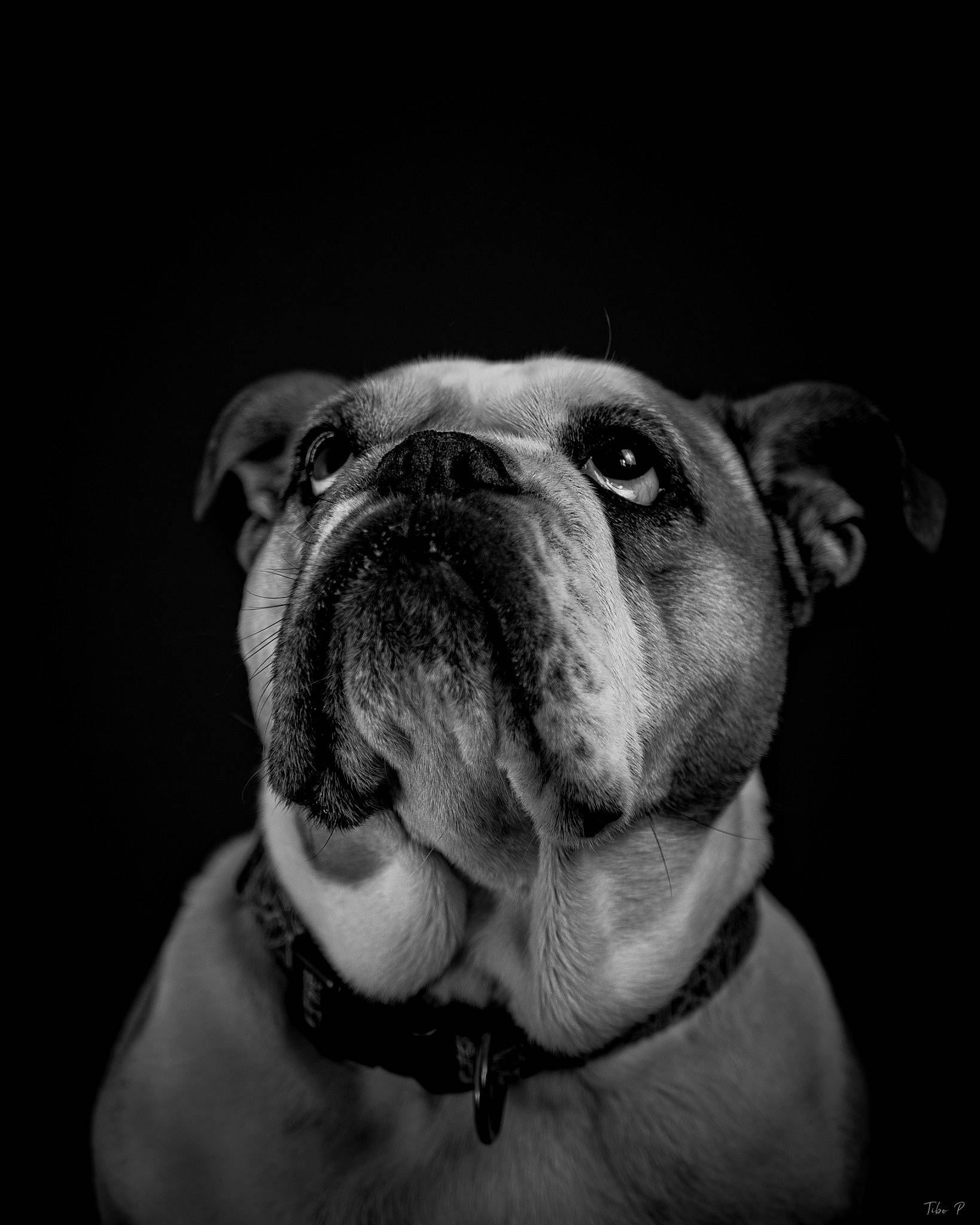 Hawaii a rejoint le concours — aidez-le/la à gagner de superbes lots ! australian_bulldog, black_and_white, british_bulldogs, bulldog, canidae, carnivore, companion_dog, dog, dog_breed, non_sporting_group, nose, old_english_bulldog, olde_english_bulldogge, photography, renascence_bulldogge, skin, snout, toy_bulldog, white_english_bulldog, wrinkle