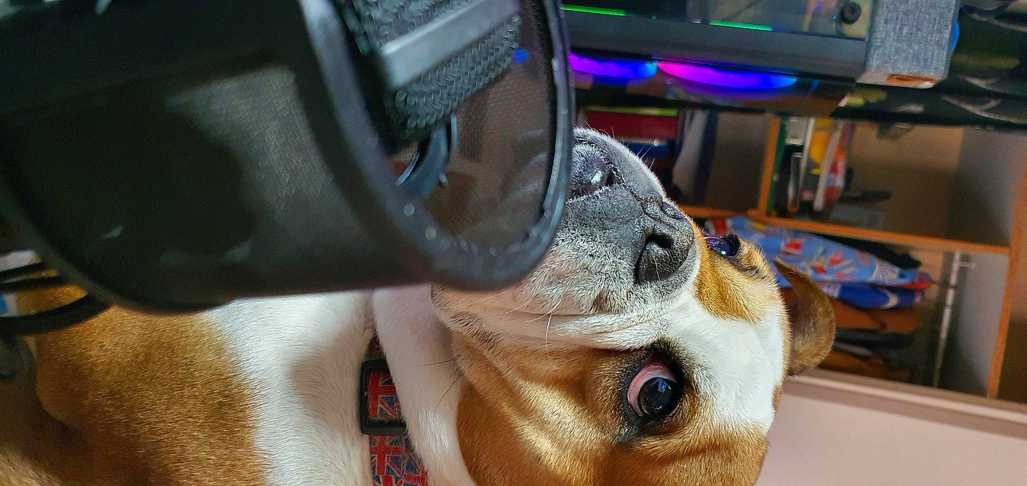 Hawaii a rejoint le concours — aidez-le/la à gagner de superbes lots ! american_bulldog, american_pit_bull_terrier, bulldog, canidae, carnivore, dog, dog_breed, ear, fawn, non_sporting_group, nose, olde_english_bulldogge, pit_bull, snout, sporting_group