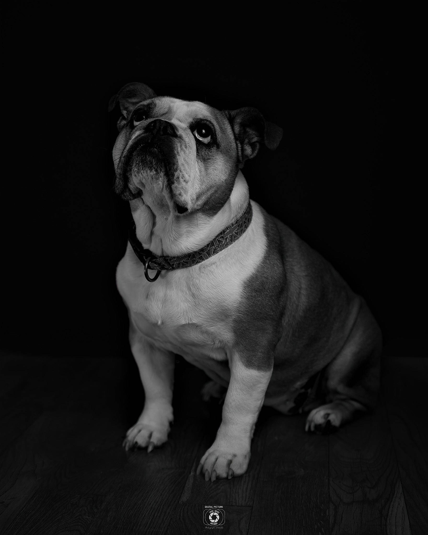 Hawaii a rejoint le concours — aidez-le/la à gagner de superbes lots ! australian_bulldog, british_bulldogs, bulldog, canidae, carnivore, companion_dog, dog, dog_breed, fawn, mammal, non_sporting_group, old_english_bulldog, olde_english_bulldogge, rare_breed_dog, renascence_bulldogge, snout, toy_bulldog, valley_bulldog, vertebrate, white_english_bulldog