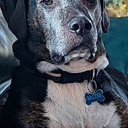 Walter is registered to the contest to win money with this photo: dog, pet, portrait, collar, id_tag, couch, leather_couch, paw, close_up, brindle_coat, white_chest, indoor, living_room, christmas_tree, holiday_decor, relaxed, senior_dog, face, nose, ears