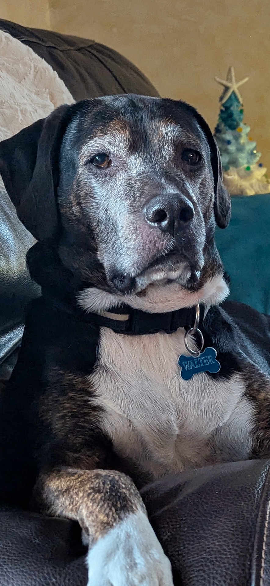 Walter is registered to the contest to win money with this photo: dog, pet, portrait, collar, id_tag, couch, leather_couch, paw, close_up, brindle_coat, white_chest, indoor, living_room, christmas_tree, holiday_decor, relaxed, senior_dog, face, nose, ears