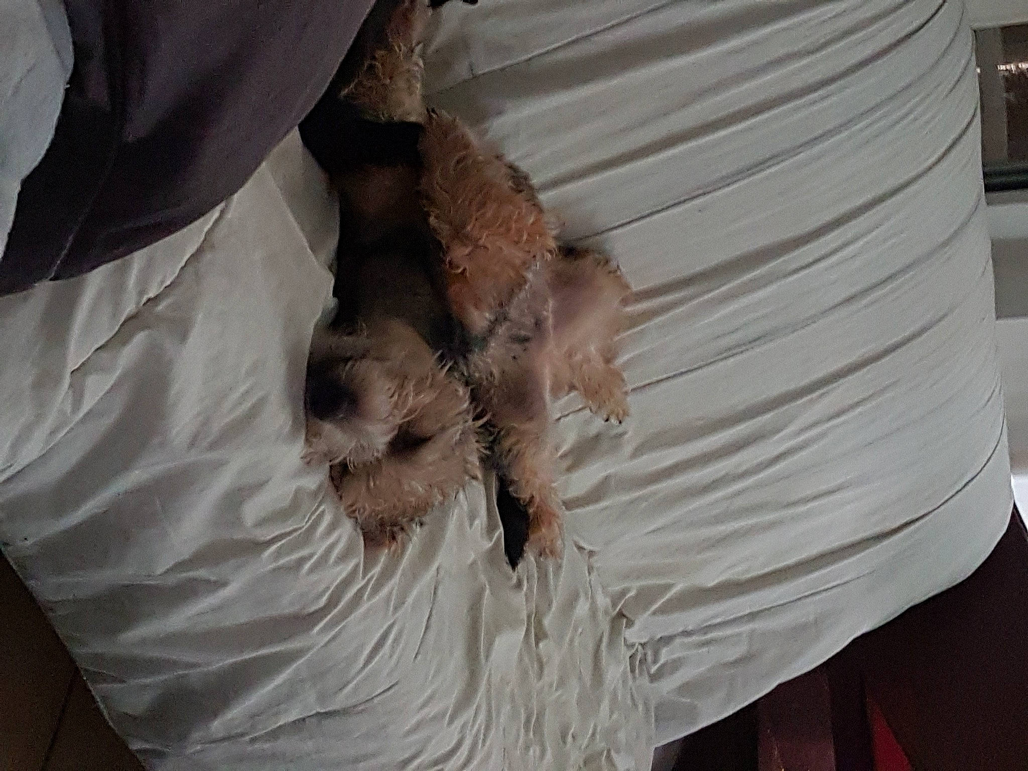 Tyson a rejoint le concours — aidez-le/la à gagner de superbes lots ! cairn_terrier, canidae, carnivore, dog, fur, morkie, schnoodle, terrier