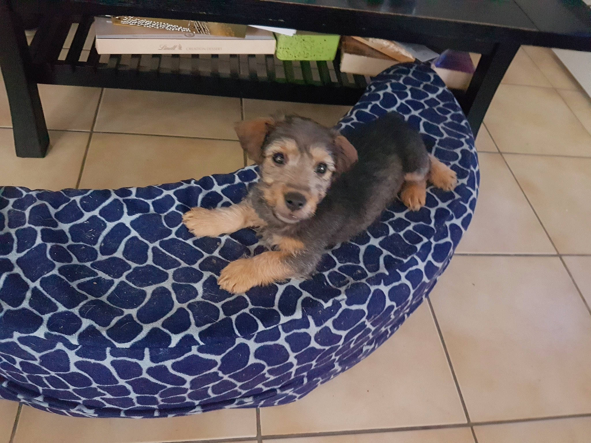 Tyson participe au concours pour gagner de l'argent avec cette photo : canidae, carnivore, companion_dog, dog, dog_bed, dog_breed, furniture, mammal