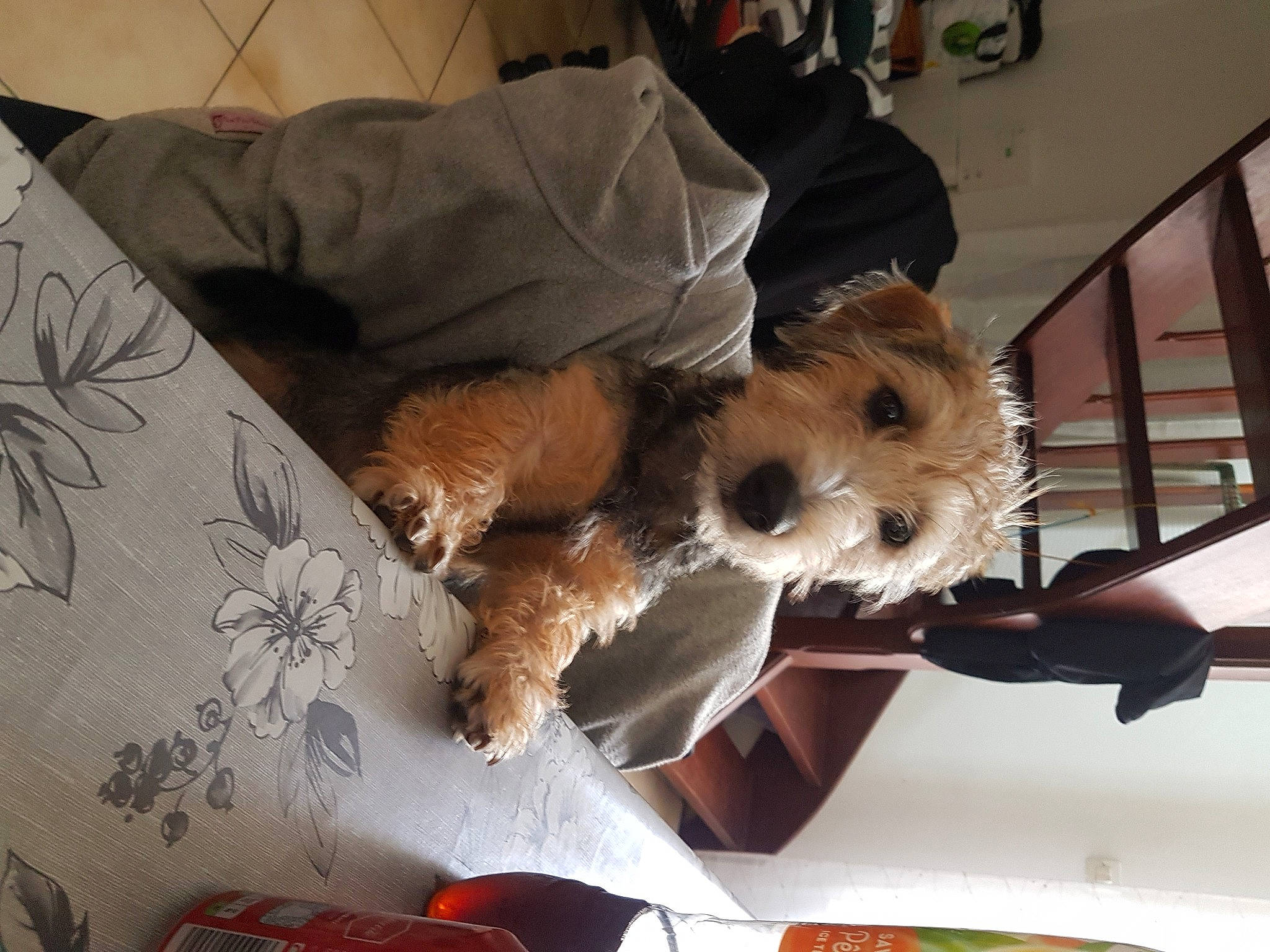 Tyson a rejoint le concours — aidez-le/la à gagner de superbes lots ! canidae, carnivore, cavachon, cavapoo, companion_dog, dog, dog_breed, maltepoo, mammal, morkie, norfolk_terrier, norwich_terrier, puppy, puppy_love, small_terrier, sporting_lucas_terrier, terrier, toy_dog, yorkipoo, yorkshire_terrier