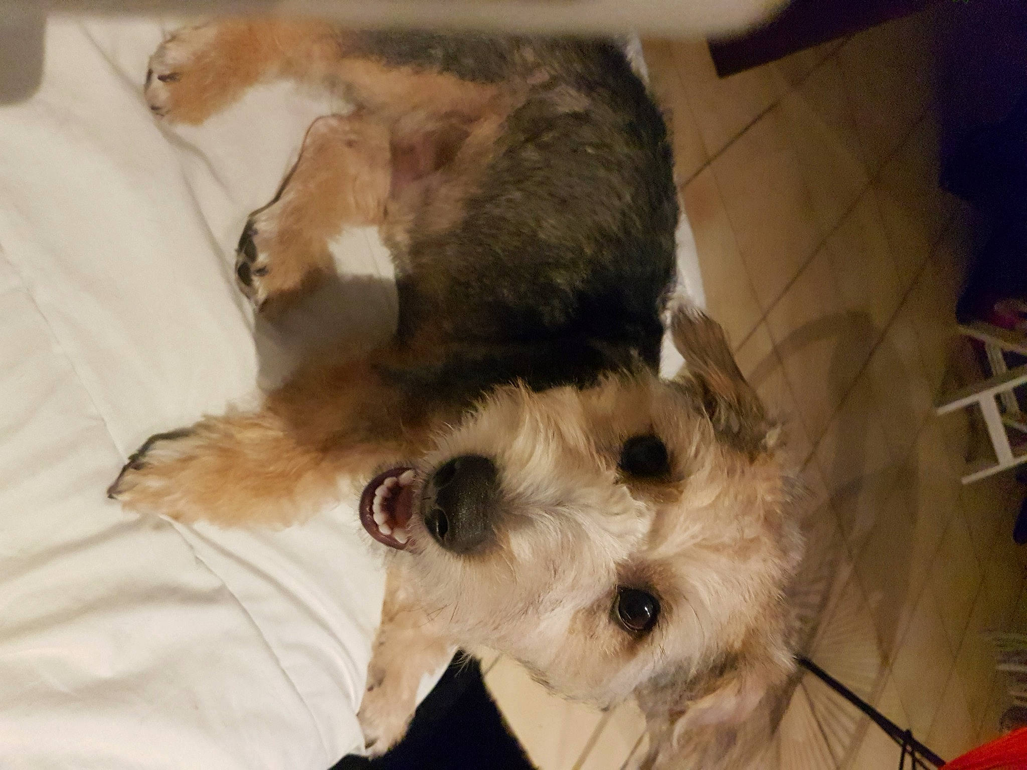 Tyson a rejoint le concours — aidez-le/la à gagner de superbes lots ! canidae, carnivore, companion_dog, dog, dog_breed, dutch_smoushond, mammal, morkie, norwich_terrier, puppy, puppy_love, schnoodle, snout, sporting_group, sporting_lucas_terrier, terrier