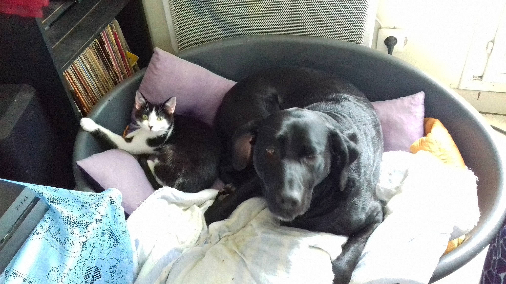 Gelina participe au concours pour gagner de l'argent avec cette photo : canidae, carnivore, companion_dog, dog, dog_breed, mammal, nap, pointer, sporting_group