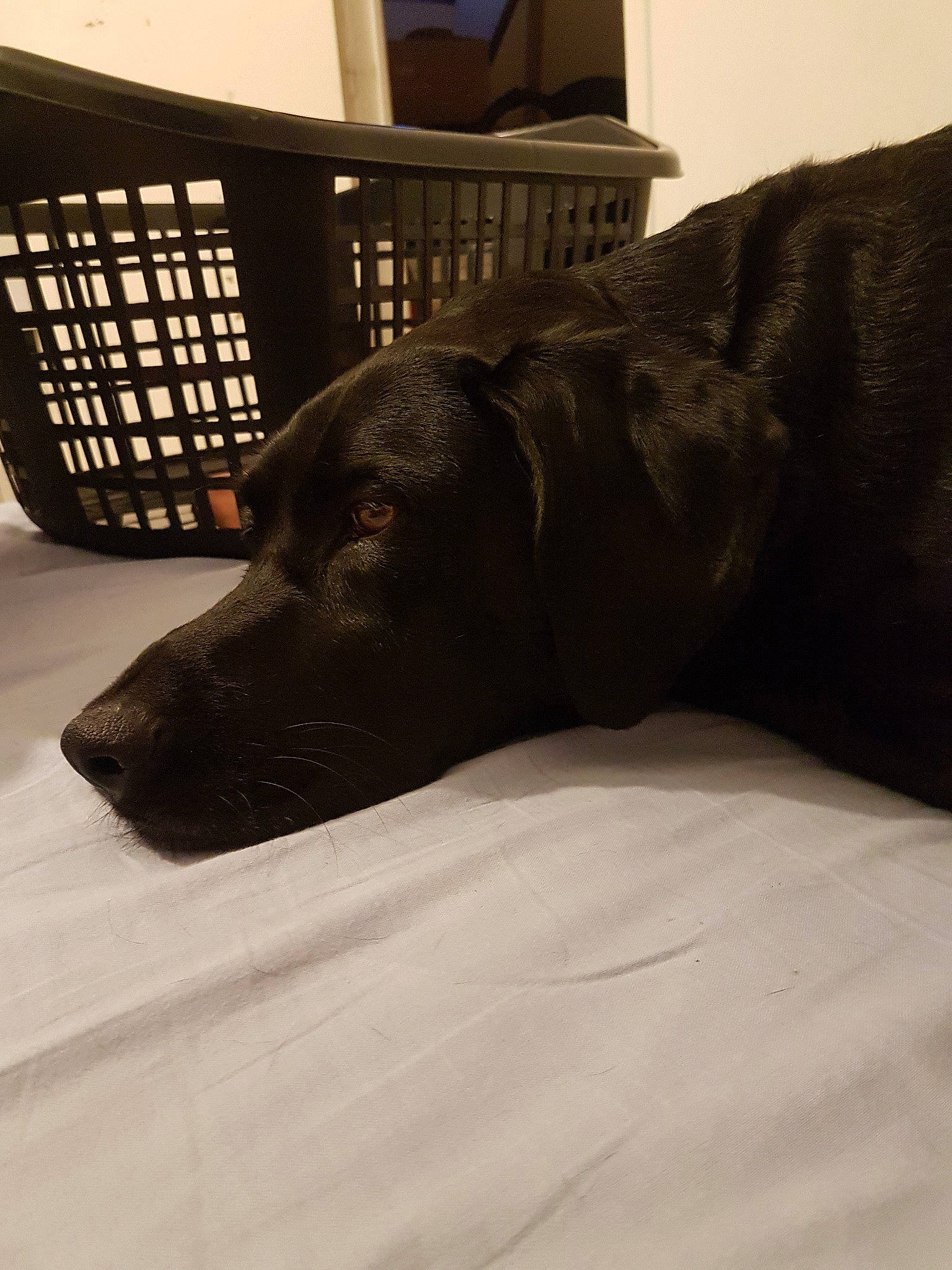 Gelina participe au concours pour gagner de l'argent avec cette photo : beagador, black, canidae, carnivore, dog, dog_breed, flat_coated_retriever, floor, furniture, labrador_retriever, retriever, snout, sporting_group