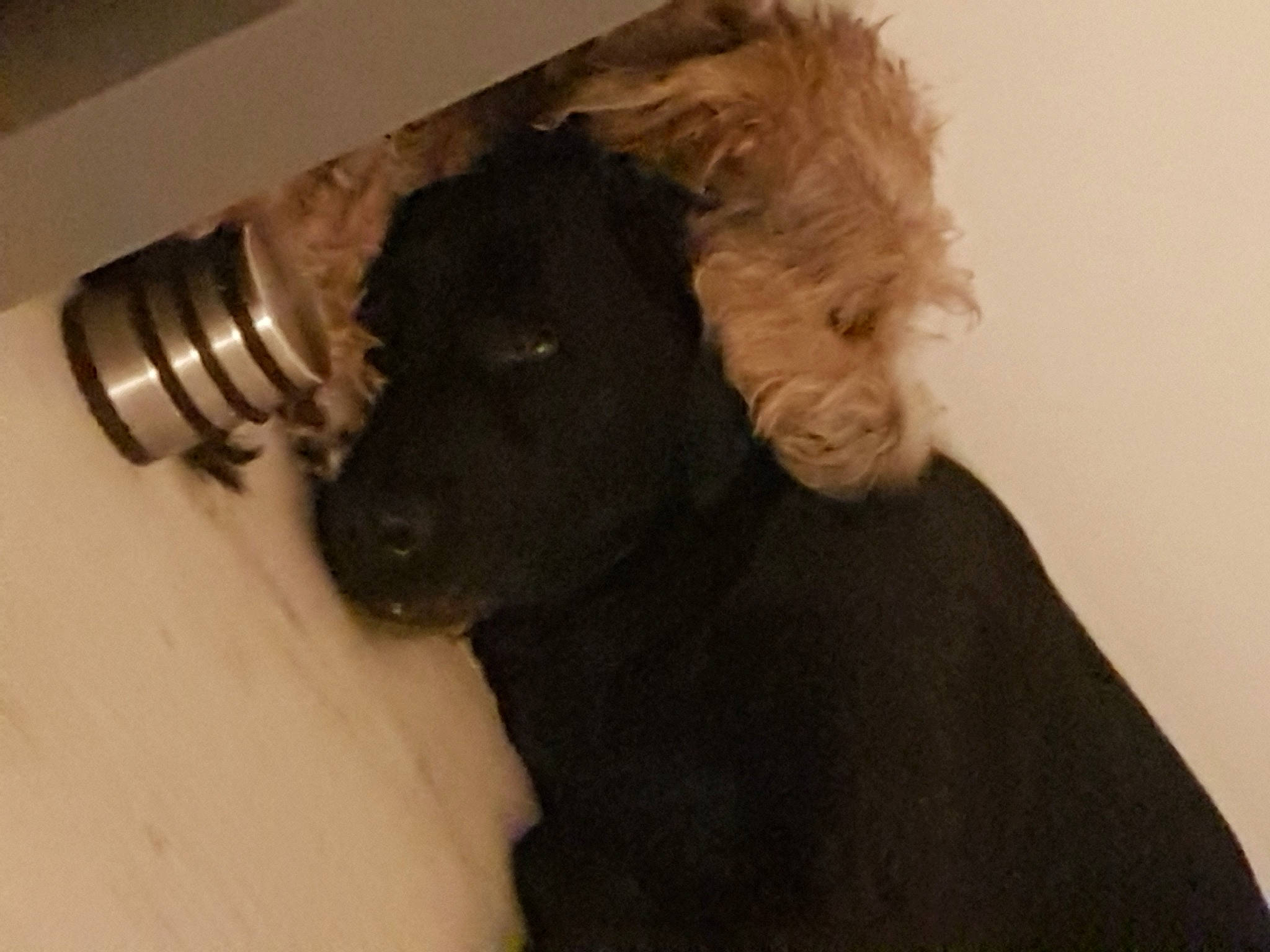 Gelina a rejoint le concours — aidez-le/la à gagner de superbes lots ! canidae, dog, dog_breed, fawn, fur, miniature_schnauzer, puppy, schnauzer, snout, sporting_group