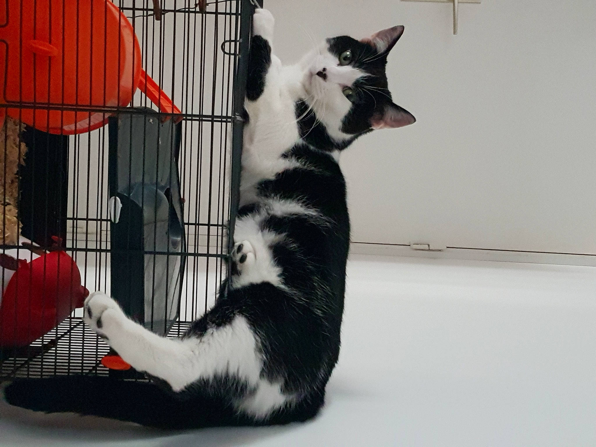 Nala a rejoint le concours — aidez-le/la à gagner de superbes lots ! animal_shelter, cage, carnivore, cat, domestic_short_haired_cat, felidae, fur, kitten, mammal, paw, polydactyl_cat, small_to_medium_sized_cats, tabby_cat, tail, whiskers, white