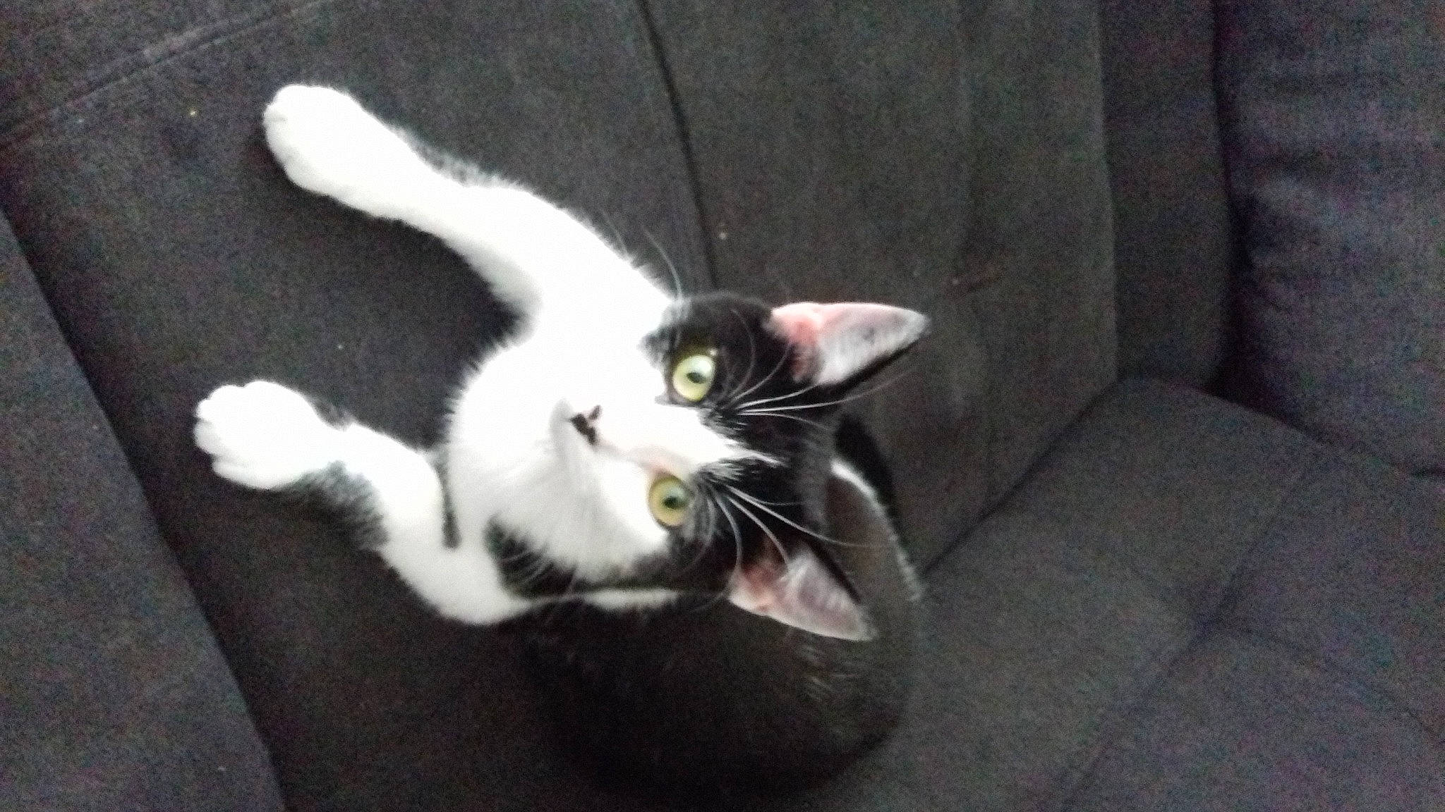 Nala participe au concours pour gagner de l'argent avec cette photo : carnivore, cat, domestic_short_haired_cat, european_shorthair, felidae, kitten, mammal, norwegian_forest_cat, polydactyl_cat, small_to_medium_sized_cats, tail, whiskers