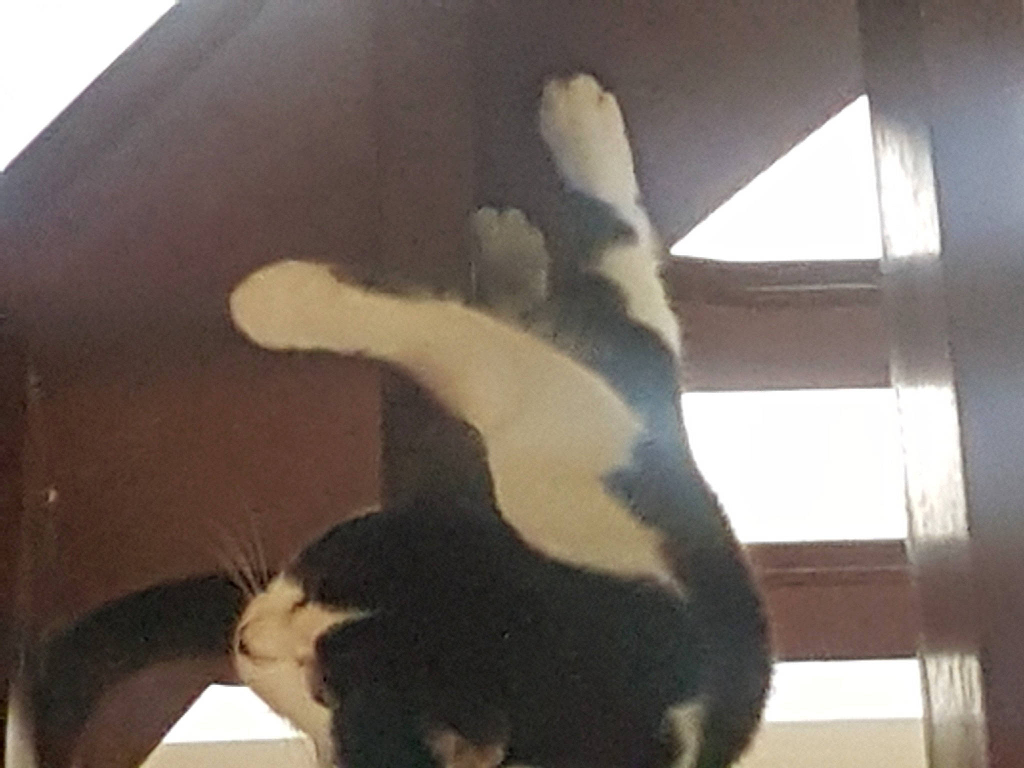 Nala participe au concours pour gagner de l'argent avec cette photo : canidae, tail