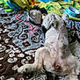 dog, pet, bed, blanket, quilt, food_bowl, sleeping, resting, fur, collar, indoor, animal, cute, relaxed, pattern, colorful, tail, paw, cozy, domestic