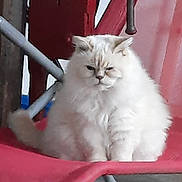 Nenneke a rejoint le concours — aidez-le/la à gagner de superbes lots ! cat, white_cat, fluffy, sitting, red_chair, indoor, pet, feline, fur, animal, cute, domestic_cat, portrait, closeup, chair, resting, whiskers, ears, face, expression