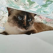 Dune participe au concours pour gagner de l'argent avec cette photo : cat, siamese, blue_eyes, pet, animal, fur, whiskers, indoor, blanket, resting, cozy, curious, close_up, cute, mammal, sleepy, comfort, domestic, face, lying_down