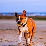 Pépito participe au concours pour gagner de l'argent avec cette photo : active, animal, beach, brown, canine, collar, daytime, dog, fun, happy, motion, nature, outdoor, pet, playful, running, sand, sea, sky, white