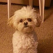 Baxter joined the competition — help win amazing prizes! animal, carpet, closeup, companion, curious, curly_fur, cute, cute_pet, dog, domestic, fluffy, fur, furniture, indoor, pet, portrait, puzzled, sitting, small_dog, white_chair