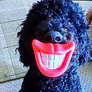 Chewbacca joined the competition — help win amazing prizes! dog, black_dog, curly_hair, toy, smile_toy, indoor, carpet, couch, pet, animal, funny, playful, cute, face, mouth, nose, sitting, closeup, domestic, canine