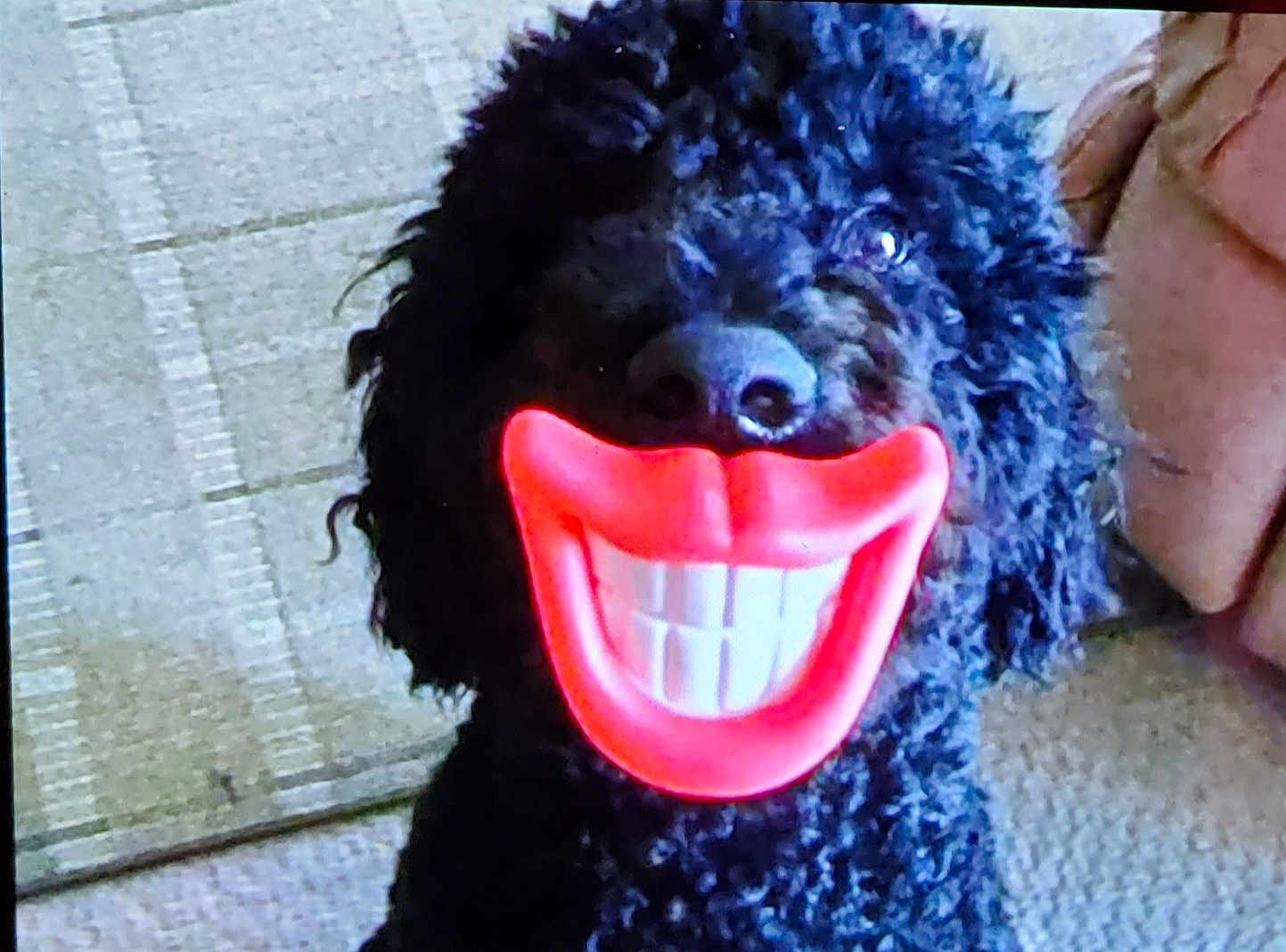 Chewbacca joined the competition — help win amazing prizes! dog, black_dog, curly_hair, toy, smile_toy, indoor, carpet, couch, pet, animal, funny, playful, cute, face, mouth, nose, sitting, closeup, domestic, canine