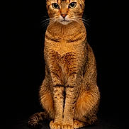 Vika participe au concours pour gagner de l'argent avec cette photo : cat, abyssinian_cat, feline, pet, animal, portrait, sitting, alert, fur, whiskers, ears, eyes, tail, studio, black_background, closeup, domestic_cat, mammal, looking_at_camera, indoor