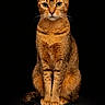cat, abyssinian_cat, feline, pet, animal, portrait, sitting, alert, fur, whiskers, ears, eyes, tail, studio, black_background, closeup, domestic_cat, mammal, looking_at_camera, indoor