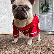 Ginger joined the competition — help win amazing prizes! dog, french_bulldog, pet, animal, red_jersey, clothing, porch, pebble_floor, door, wreath, ears, face, outdoor, closeup, standing, cute, domestic_animal, expression, front_legs, snout