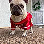 dog, french_bulldog, pet, animal, red_jersey, clothing, porch, pebble_floor, door, wreath, ears, face, outdoor, closeup, standing, cute, domestic_animal, expression, front_legs, snout