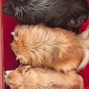 Luna Saya Simon a rejoint le concours — aidez-le/la à gagner de superbes lots ! animal, black_dog, brown_dog, close_together, companion, cozy, cream_dog, cute, dog, domestic_animal, fluffy, fur, indoor, pet, red_surface, relaxing, resting, side_view, sleeping, snuggling