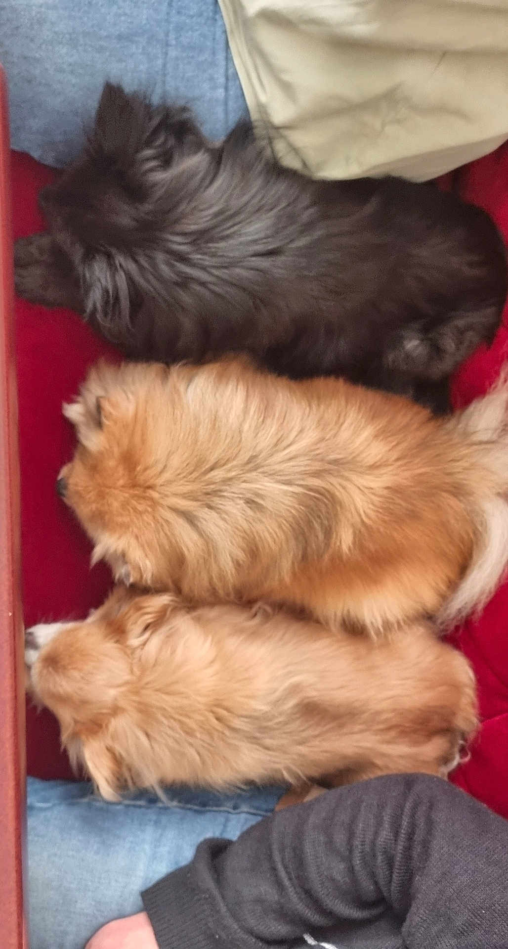 Luna Saya Simon a rejoint le concours — aidez-le/la à gagner de superbes lots ! animal, black_dog, brown_dog, close_together, companion, cozy, cream_dog, cute, dog, domestic_animal, fluffy, fur, indoor, pet, red_surface, relaxing, resting, side_view, sleeping, snuggling