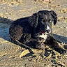 animal, beach, black_dog, blue_eye, brown_eye, canine, collar, cute, dog, four_legs, heterochromia, lying_down, muddy, outdoor, pet, portrait, puppy, sand, sunlight, young_dog