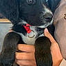 animal, black_fur, close_up, companion, cute, dog, domestic_animal, eyes, friendly, fur, heterochromia, holding_hands, indoor, mammal, person, pet, portrait, puppy, red_collar, young_dog